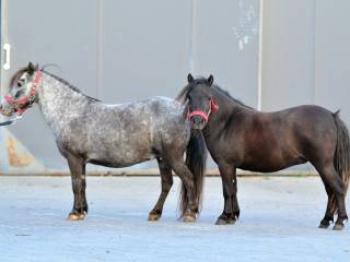Mini shetty