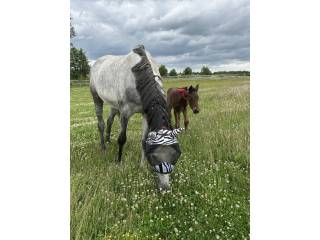 Stajnia ELGAR Redlino, idealne miejsce dla odsadków, klaczy źrebnych i koni na emeryturze.