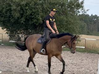 Czysty TUV - klacz - rodzice skaczący 145 cm