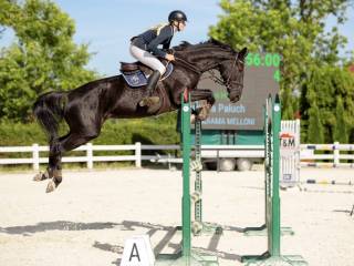9-letnia klacz Kannan x Diamant de Semilly