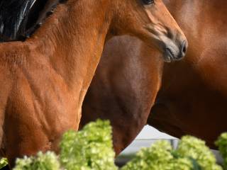 Top ogierek EMERALD VANT RUHTERSHOF x BALOU DU REVENTON, Wiceczampion Racot 2025