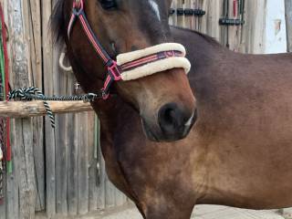 Kantar HKM Classic Polo, rozmiar Cob