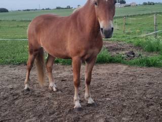 Wałach 4 lata arabokucyk × haflinger