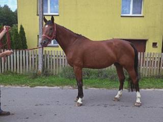 4 letnia klacz holsztyńska