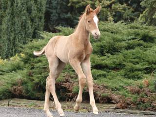 Ogierek Bon Courage x Rubin Royal
