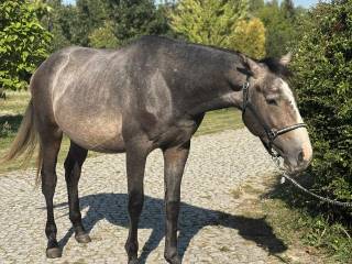 Wnuczek ogiera DIAMANT DE SEMILLY pilnie zmieni domek.
