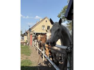 Na sprzedaż konie 2-7 lat