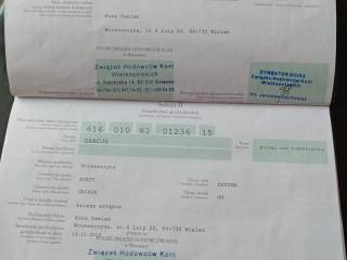 Koń Zimnokrwisty Polski