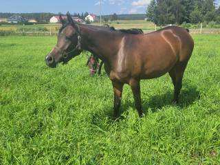 Klacz arabska Warka źrebna