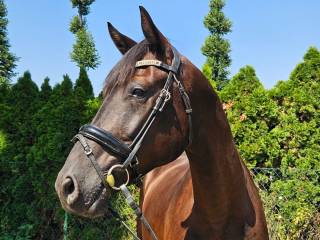 Piękny kary walach pod siodło i do zaprzęgu