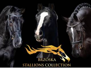Ogiery Brzóska Stallions Colletion