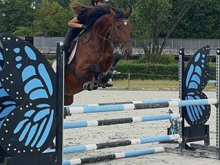 Koń do sportu i najlepszy przyjaciel w jednym!