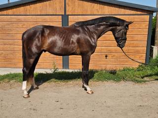 Pięknie malowany kary wałach po bardzo dobrych rodzicach