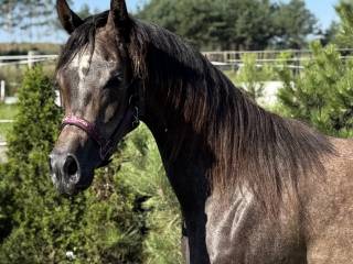 Klacz arabska - D Zeidan / Emerald J