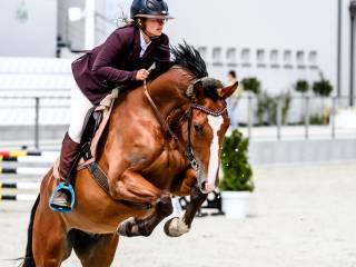 Trening i sprzedaż koni, kucy na najwyższym poziomie – opieka, przygotowanie, rozwój