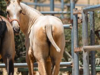 Klaczka PRE - 01.2025 - Palomino