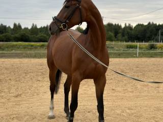 6 letnia klacz SP