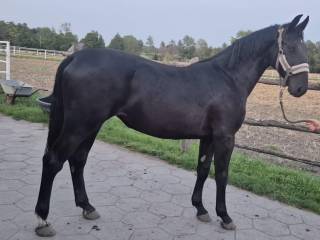 Klacz Śląska Kara Roczna