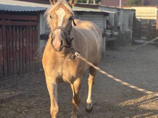 Sprzedam haflingera