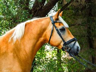 Na sprzedaż wałach rasy Haflinger