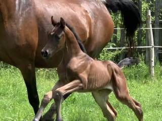 Cudo!!! Dutch Dream / Dream Boy - Sir Gregory / Sir Donnerhall