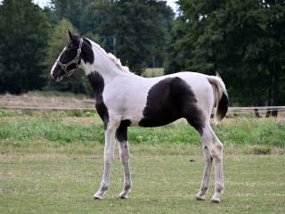 Ogierek srokaty / ur. luty 2025 / 149 cm wzrostu