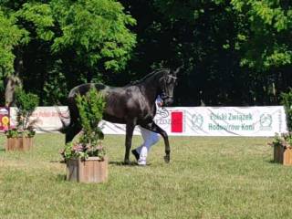 3-letni wałach małopolski SPRZEDANE