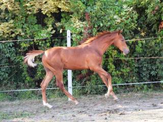 Ogierek po Vincento des Forets