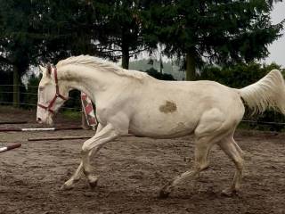 Klacz wlkp cremello Dzierżawa bez przeniesienia