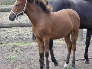 Roczna przyszłościowa klaczka