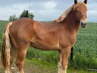 Sprzedam Pięknego Wałacha