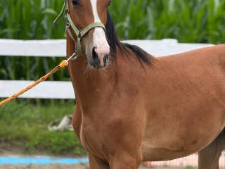 Sprzedam 2 letniego gniadego wałacha