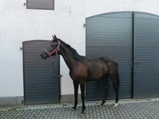 Kara kwpn Freelance x Wynton x Krack c