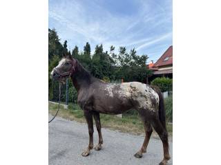 Klacz Appaloosa