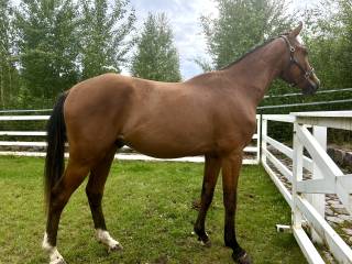 Mr. Cornet / Cornet Obolensky x Bolero de Ravel TUV