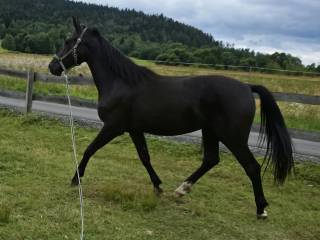 sprzedam klacz 2,5 roku SP