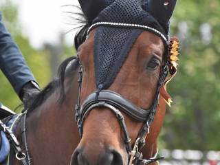 Ogłowie Ps of Sweden Paladin