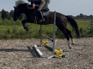 Córka ogiera Dark’ann! Prospect do sportu