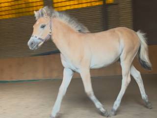 Klacz fiord X Haflinger