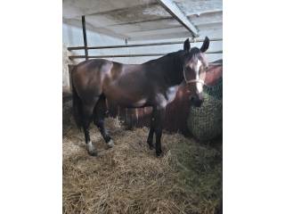 Klacz po Dark"ann