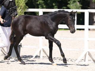 Ujeżdżeniowy ogierek Johnson x Secret