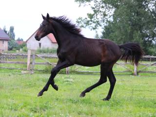 Wałach skokowy Deutsches Sportpferd z 2024 roku