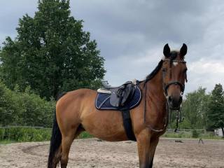 Sprzedam klacz mlp