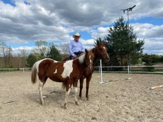 Źrebak po ZLQ MAX ROYAL APH od MY TIRA - AQH