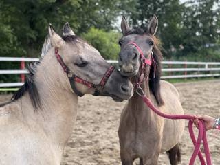 Dwa koniki polskie klacz i wałach szukają swojego czlowieka