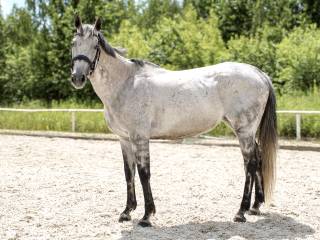 11 letnia klacz