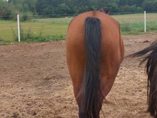 Klacz hodowlana, kucka Grupy D