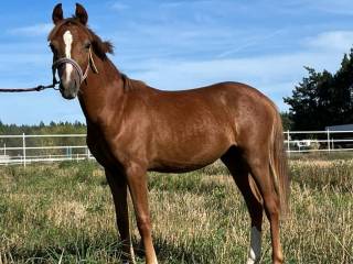 Roczny kuc wierzchowy (potomek Heartbreakera, Contendro)