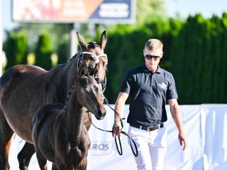 Donna Dolce Vita – hanowerska klaczka (Dolce Amaro PS x Don Primero), nowoczesny typ ujeżdżeniowy