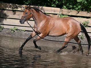 QUARTER Horse klacz